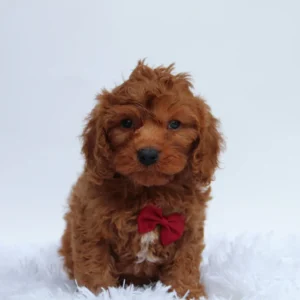 Male F1b Cavapoo- Jackson     