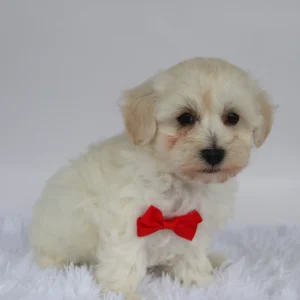 Male Teacup-Toy Maltipoo- Orwell