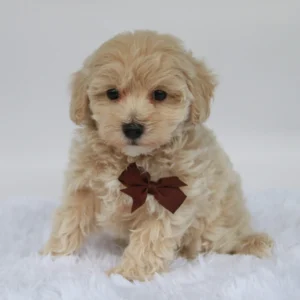 Male Teacup-Toy Maltipoo- Freddy