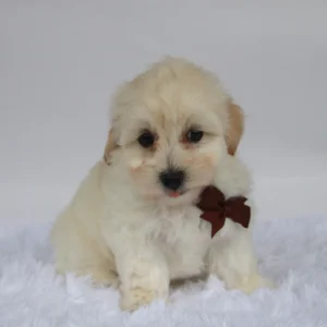 Male Teacup-Toy Maltipoo- Saul
