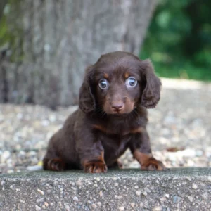 Female Mini Dachshund- Louisa