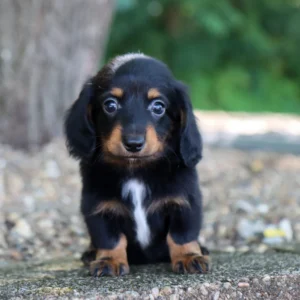 Male Mini Dachshund- Slater
