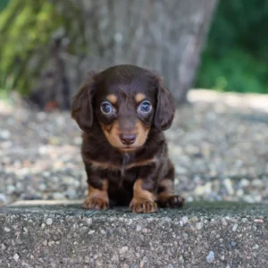 Female Mini Dachshund- Sheba