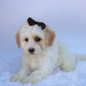 Female Teacup-Toy Maltipoo- Loula