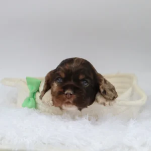 Male Mini Cocker Spaniel- Carter