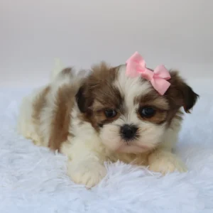 Female Imperial Shih Tzu- Brenda