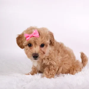 Teacup-Toy Maltipoo